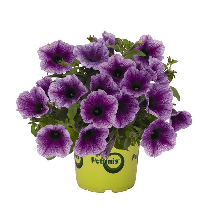 Petunia Potunia® Plus Denim