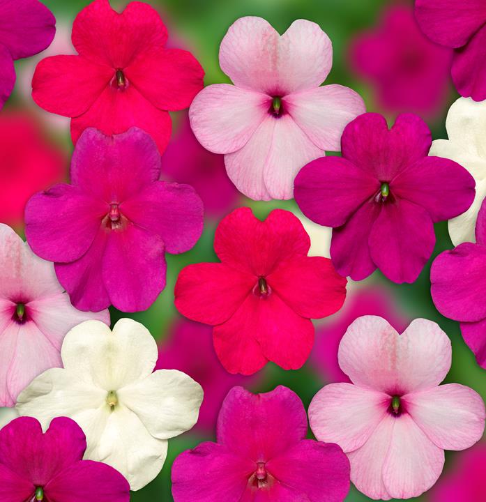 Impatiens walleriana Rosy Mix
