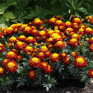 Marigold (petit/tagetes patula) Super Hero™ Spry