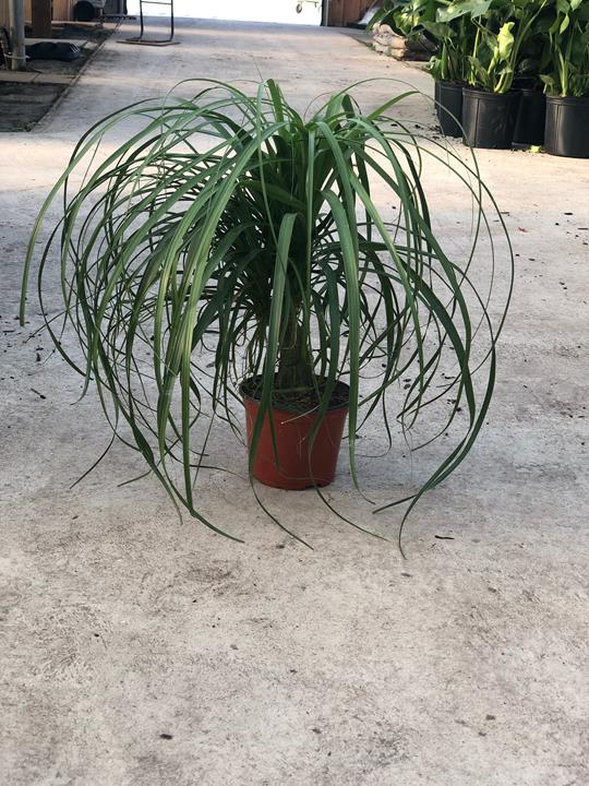 Beaucarnea Recurvata