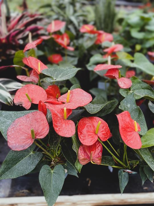 Anthurium assortis