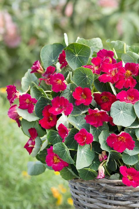 Capucine mini (nasturtium minus) Baby Red
