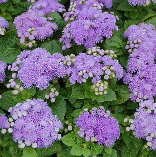 Ageratum bleu