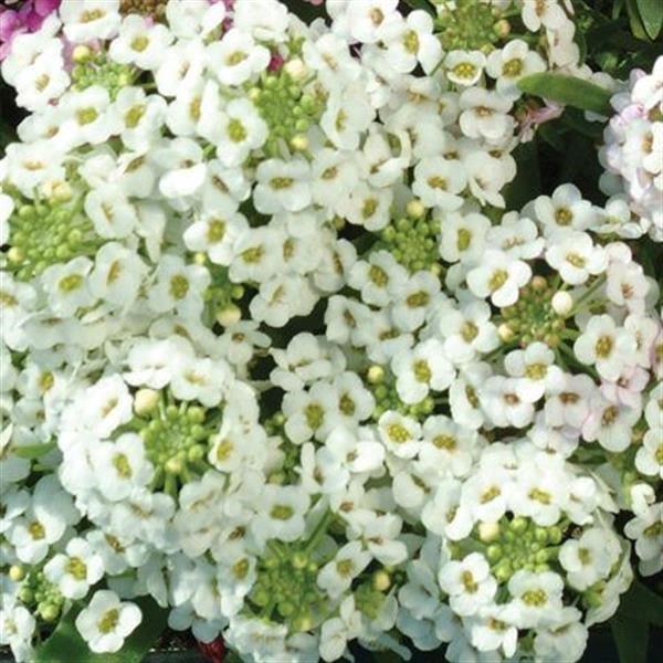 Alyssum blanc
