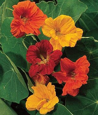 Capucine (nasturtium) mix