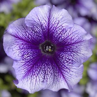 Petunia grandiflora Limbo® Blue Vein