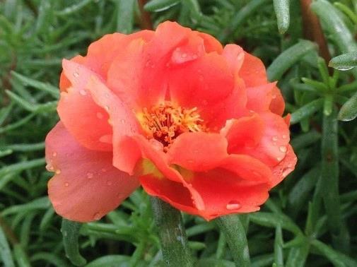Portulaca Happy Hour™ Orange