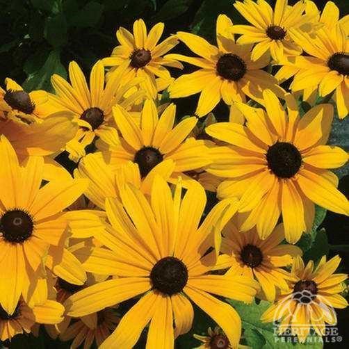 Rudbeckia hirta Indian Summer