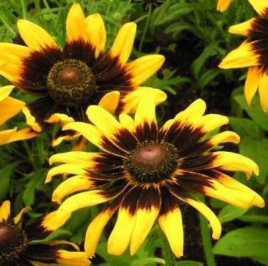 Rudbeckia hirta Sonora