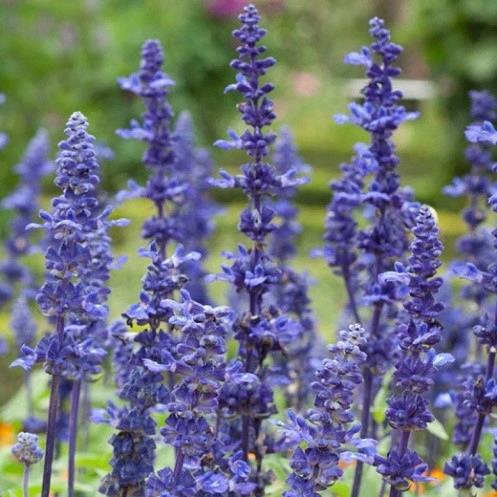 Salvia Farinacea 'Victoria Blue'
