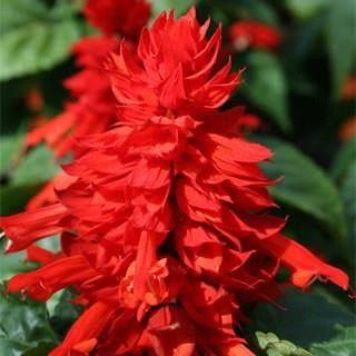 Salvia splendens Mojave™ Red