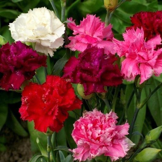 Carnation (œillet fleuriste) mix