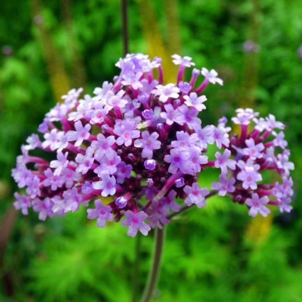 Verveine Buenos Aires (Verbena bonariensis)