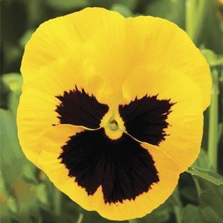 Pensée Yellow Blotch