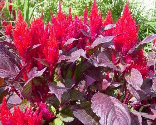 Celosia plumosa New Look™ Deep Red