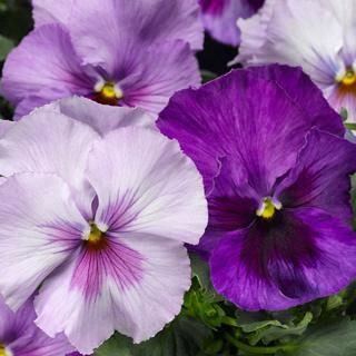 Pensée Lavender Shades