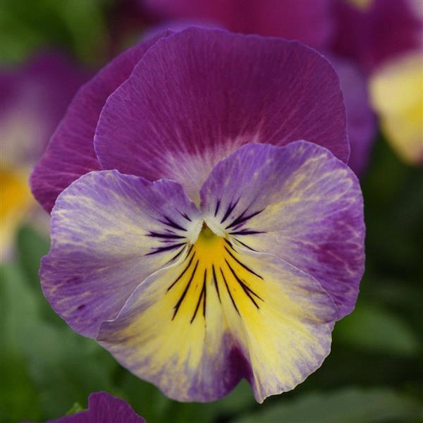 Viola (mini pensée) Cool Wave® Raspberry Swirl Spreading Pansy