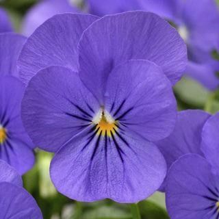 Viola (mini pensée) Blue