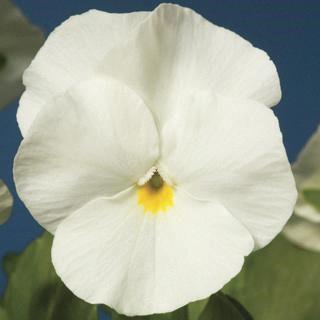 Viola (mini pensée) White