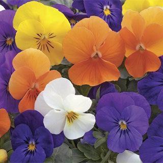 Viola (mini pensée) Mix