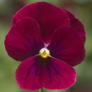 Viola (mini pensée) Rose Blotch