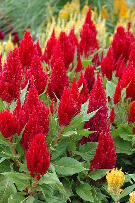 Celosia plumosa Red