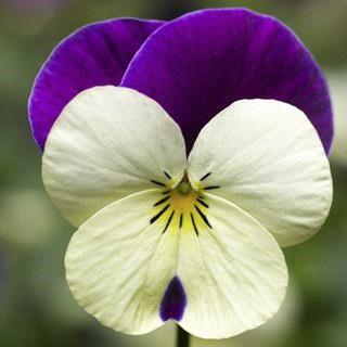 Viola (mini pensée) White Jump-Up