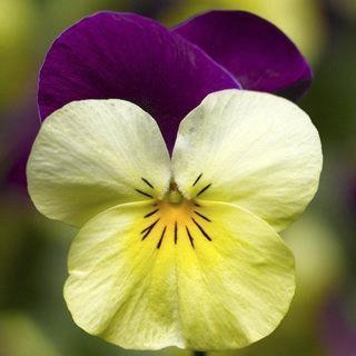 Viola (mini pensée) Yellow Jump-Up