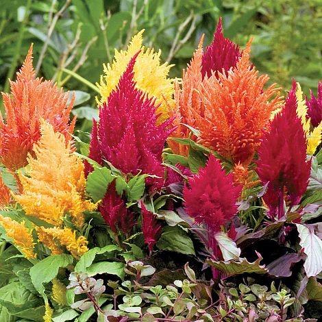 Celosia plumosa Mix