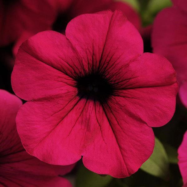 Petunia Easy Wave® Carmine Velour (spreading petunia)