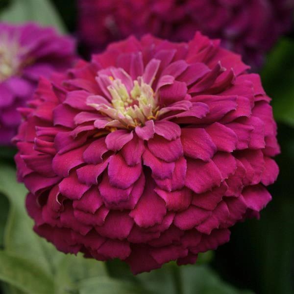 Zinnia elegans (gros) Zest Magenta