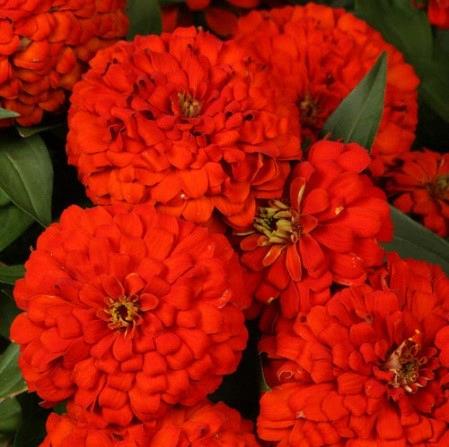 Zinnia elegans (gros) Magellan™ Scarlet