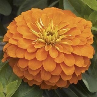 Zinnia elegans (gros) Magellan™ Orange