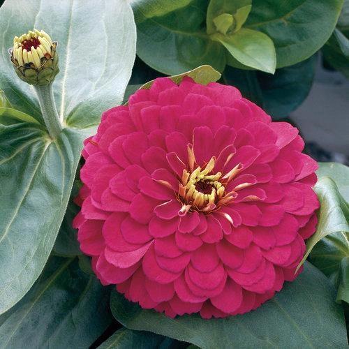 Zinnia elegans (gros) Magellan™ Cherry