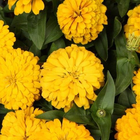 Zinnia elegans (gros) Magellan™ Yellow