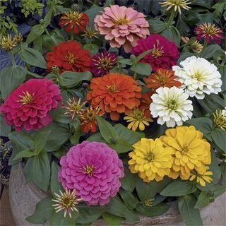 Zinnia elegans (gros) Magellan™ Mix
