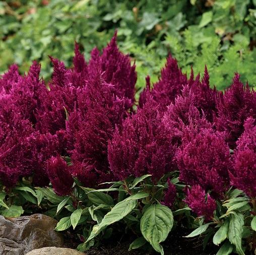 Celosia plumosa First Flame™ Purple 