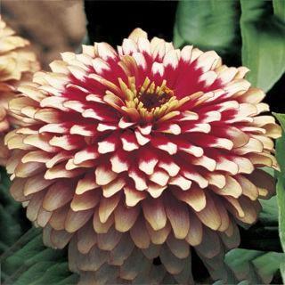 Zinnia elegans (gros) Swizzle™ Cherry & Ivory