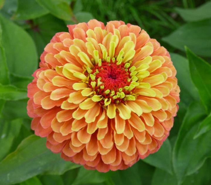 Zinnia elegans (gros) Queeny Lime Orange