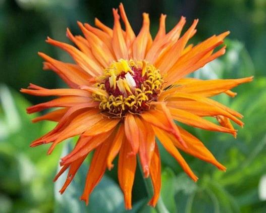 Zinnia elegans (gros) Inca