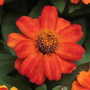 Zinnia marylandica Zahara® Fire