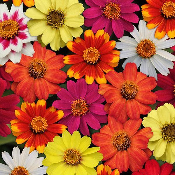 Zinnia marylandica Zahara® Mix