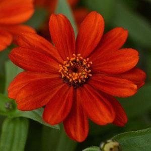 Zinnia marylandica Zahara® Red