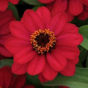 Zinnia marylandica Zahara® Raspberry