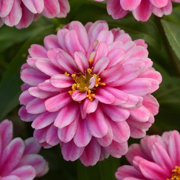 Zinnia marylandica Double Zahara® Raspberry Ripple