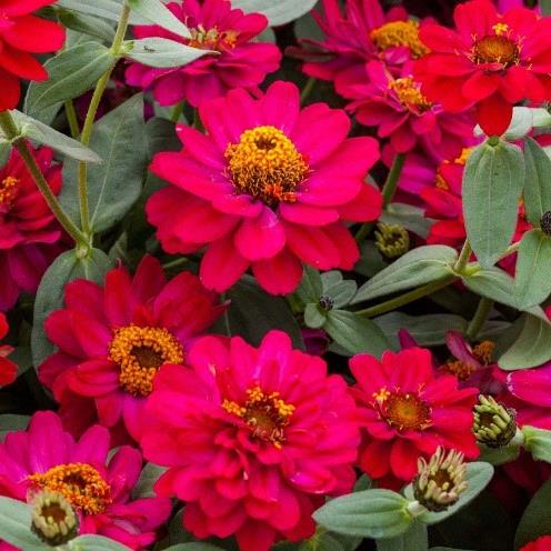 Zinnia hybrida Profusion Double Hot Cherry