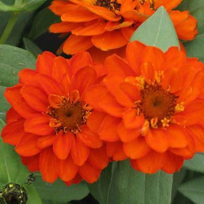 Zinnia hybrida Profusion Double Fire