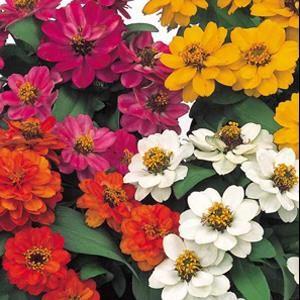 Zinnia hybrida Profusion Double Mix