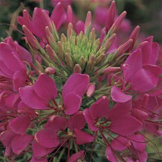 Cleome hassleriana Rose