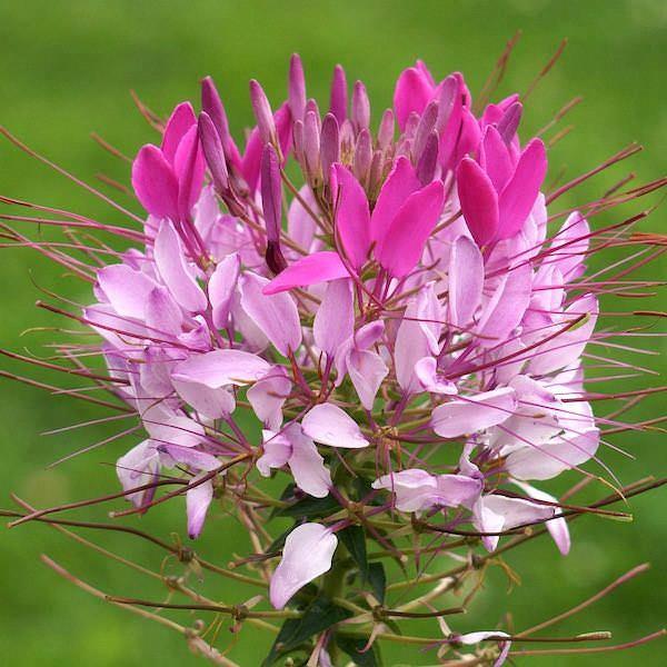Cleome hassleriana Lavande